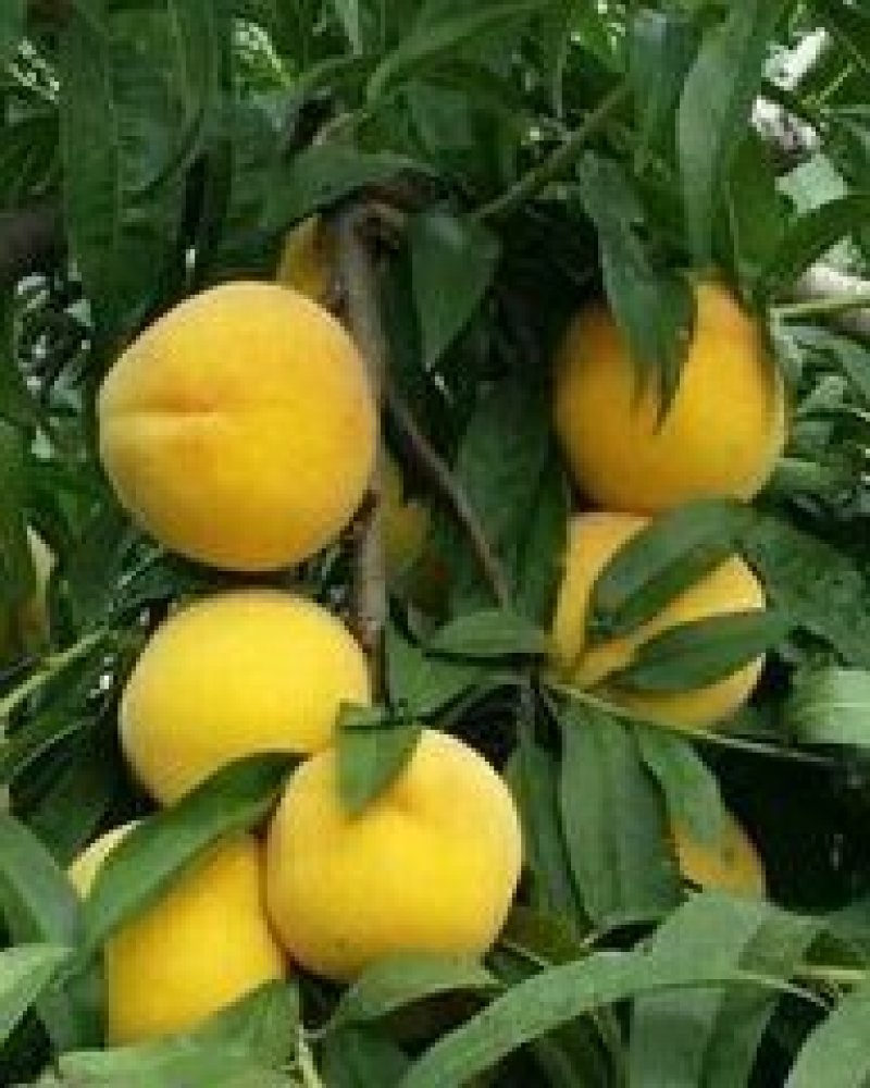 黄桃苗锦绣黄桃苗南北方种植上海老黄金罐头黄桃商品黄桃各种