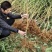 黄桃苗锦绣黄桃苗南北方种植上海老黄金罐头黄桃商品黄桃各种
