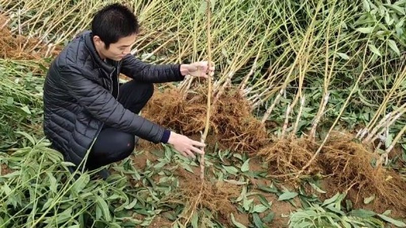 黄桃苗锦绣黄桃苗南北方种植上海老黄金罐头黄桃商品黄桃各种