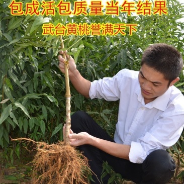 黄桃苗锦绣黄桃苗南北方种植上海老黄金罐头黄桃商品黄桃各种