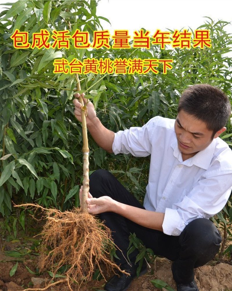 黄桃苗锦绣黄桃苗南北方种植上海老黄金罐头黄桃商品黄桃各种