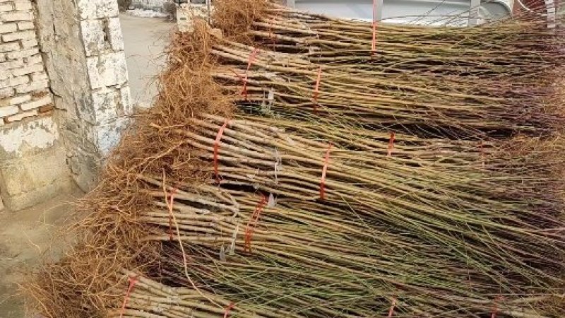 黄桃苗锦绣黄桃苗南北方种植上海老黄金罐头黄桃商品黄桃各种