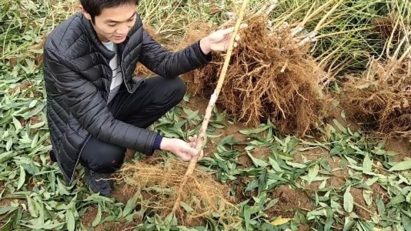 黄桃苗锦绣黄桃苗南北方种植上海老黄金罐头黄桃商品黄桃各种