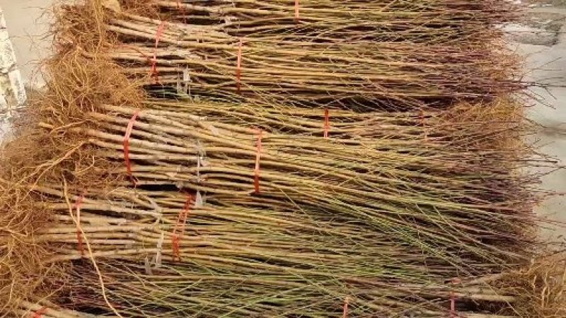 黄桃苗锦绣黄桃苗南北方种植上海老黄金罐头黄桃商品黄桃各种