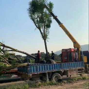 蓝花楹