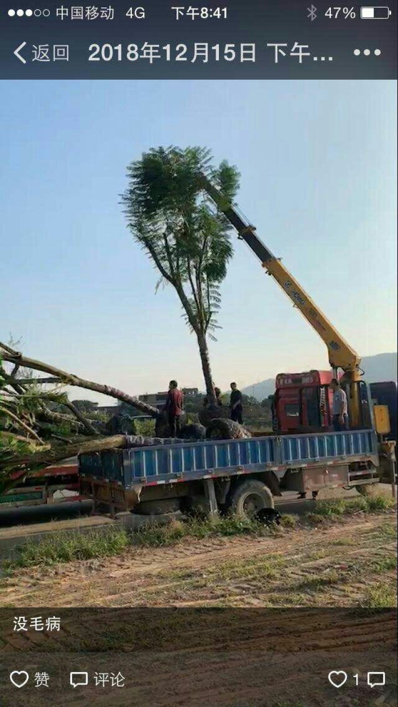 蓝花楹