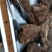 无公害熟驴肉