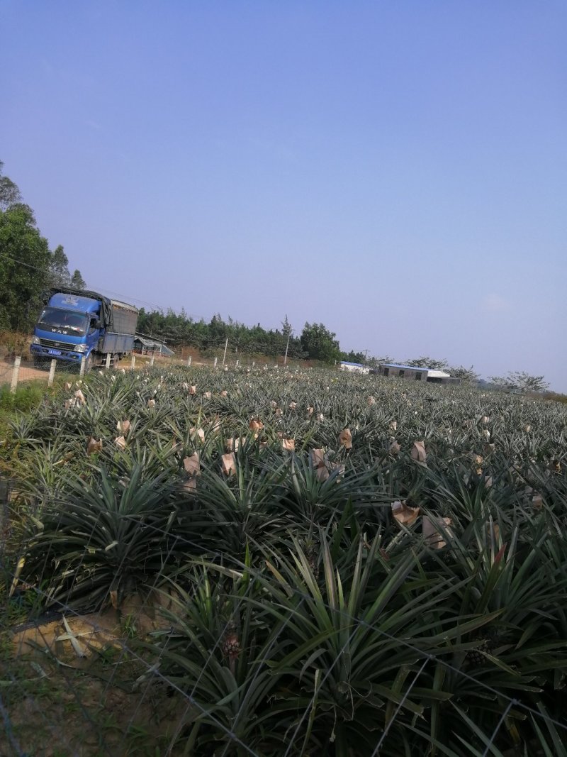 热带水果