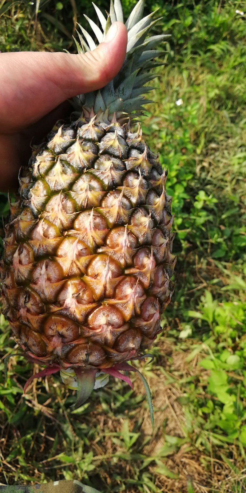 热带水果