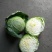 甘蓝圆包菜