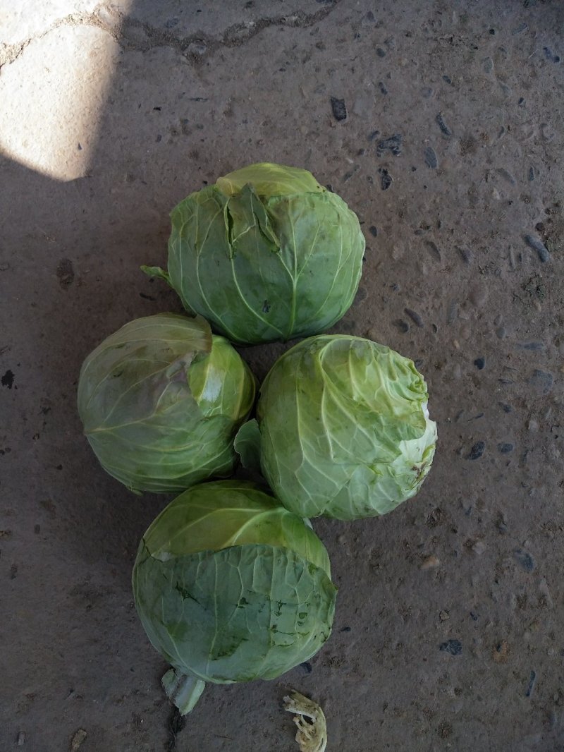 甘蓝圆包菜