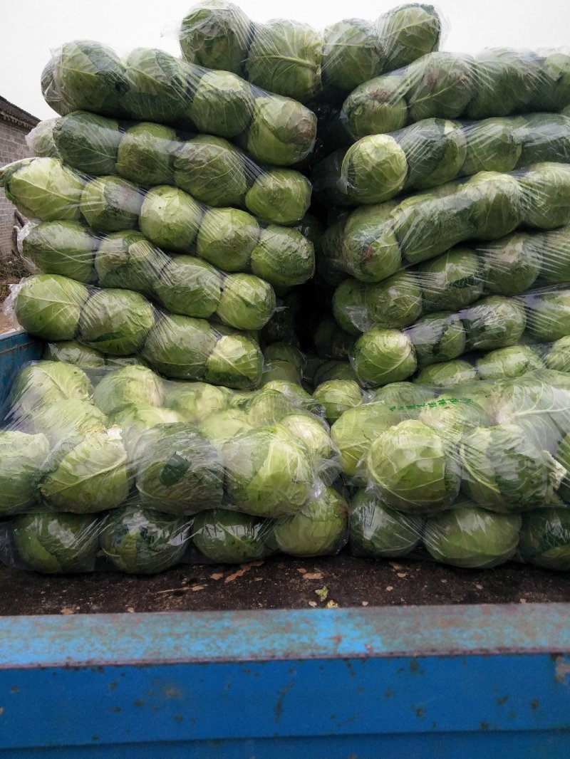 甘蓝圆包菜