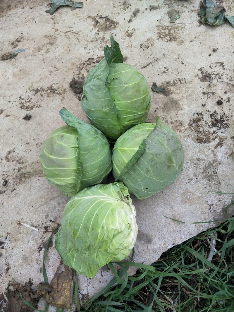 甘蓝圆包菜