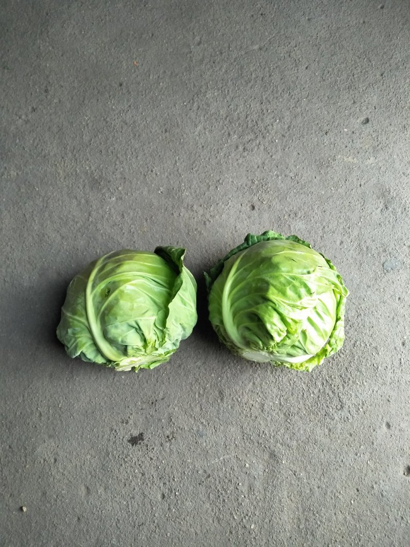 甘蓝圆包菜