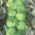 甘蓝圆包菜