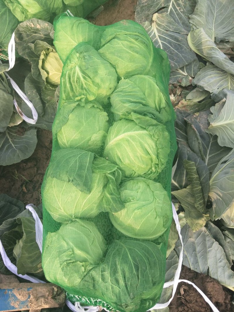 甘蓝圆包菜
