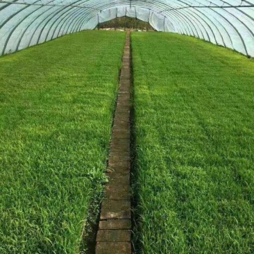 我家在五常，家里有点粮。一点不掺假，纯正稻花香。自古
