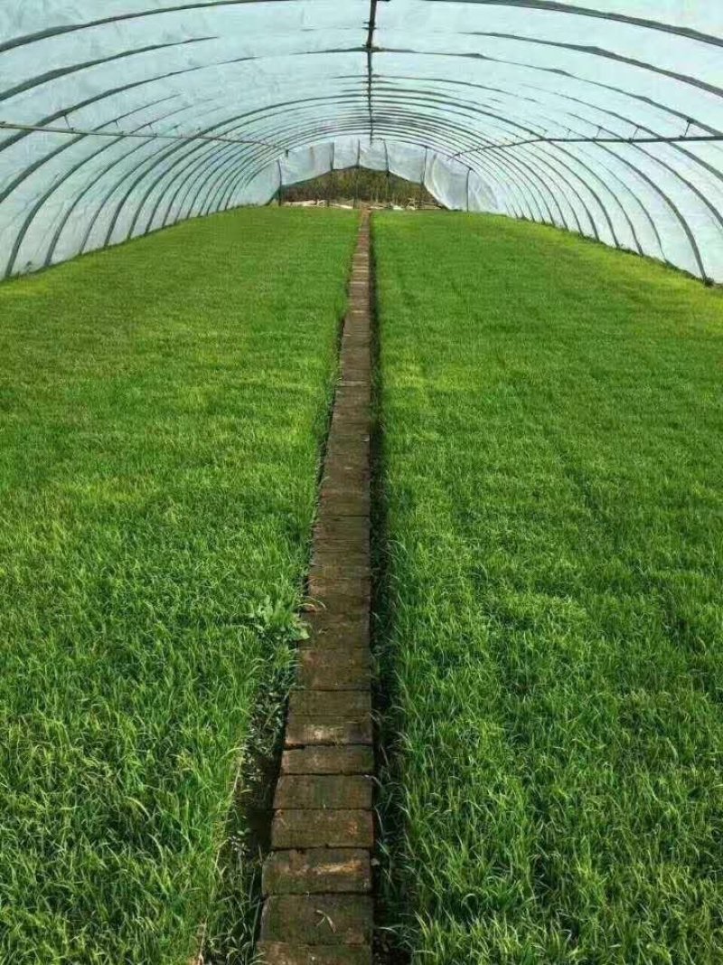 我家在五常，家里有点粮。一点不掺假，纯正稻花香。自古