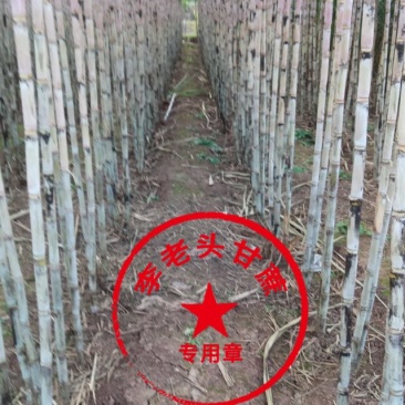 科技示范园的白玉甘蔗泡脆甜无筋提供便宜回头车