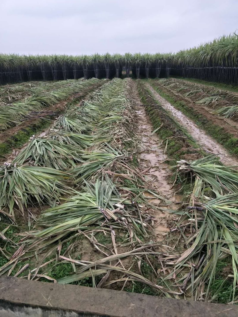 黑皮甘蔗种子每颗四芽以上，包种植技术！