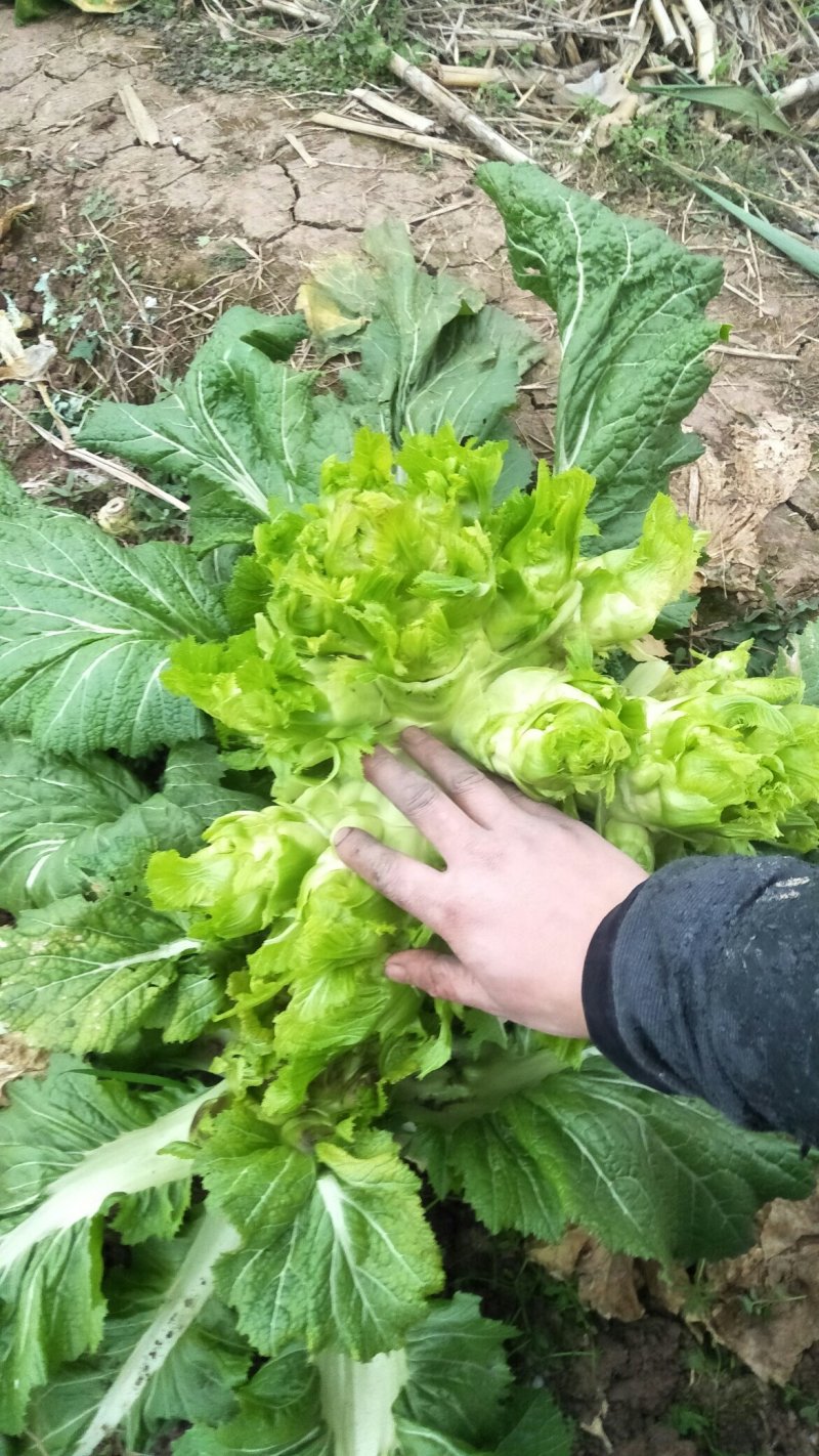 儿菜
