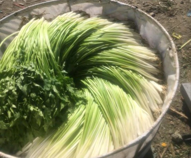 水芹，水芹菜，扬州长白芹，香芹，净芹，光水芹，