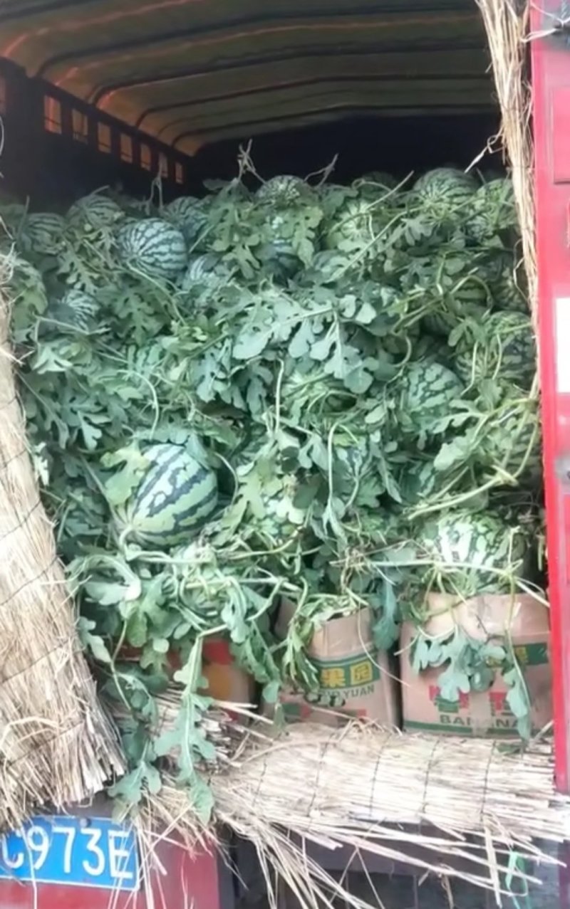 美都西瓜，酥脆香甜，正大量上市，质量保证，发货快