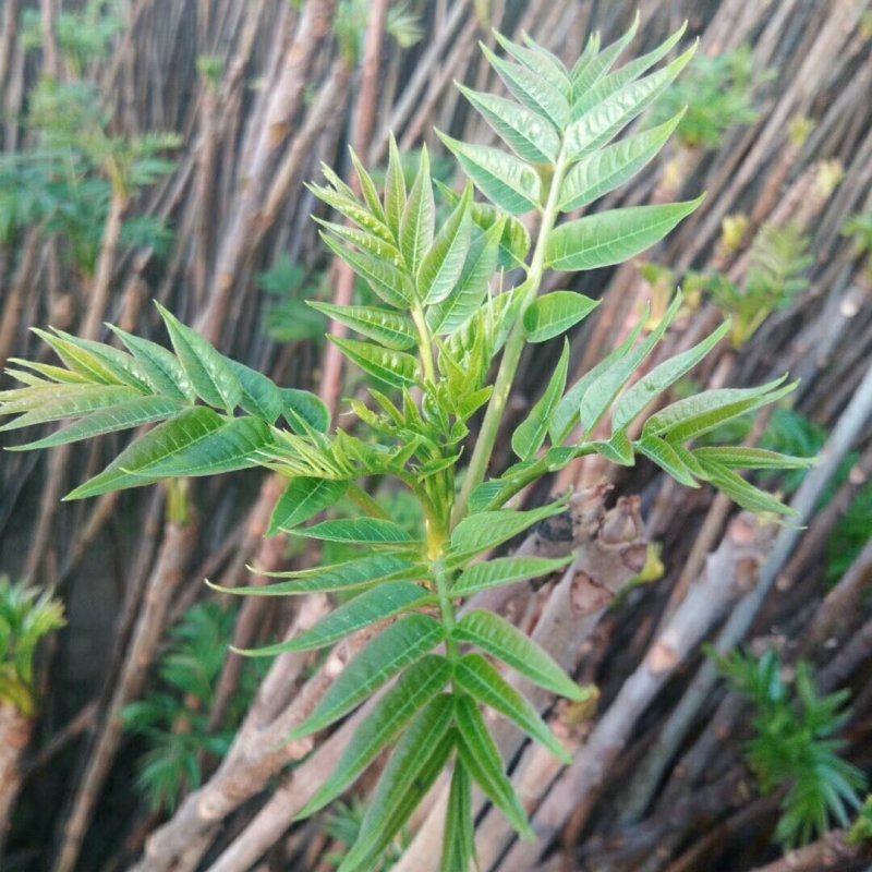 香椿苗红叶香椿绿叶香椿，现起现发，保湿发货