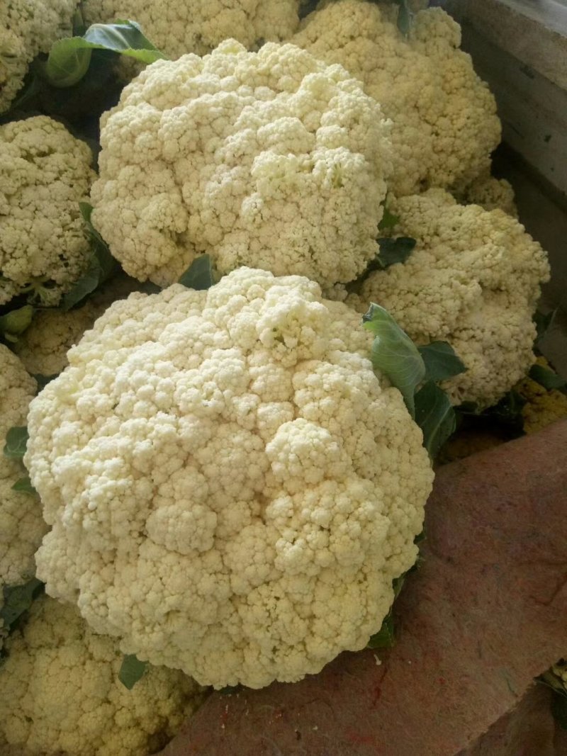 有机会80天小米花