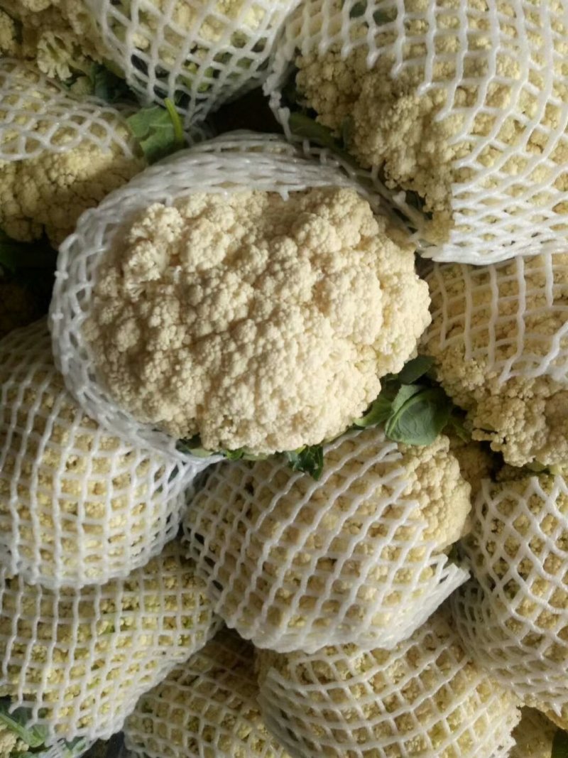 有机会80天小米花