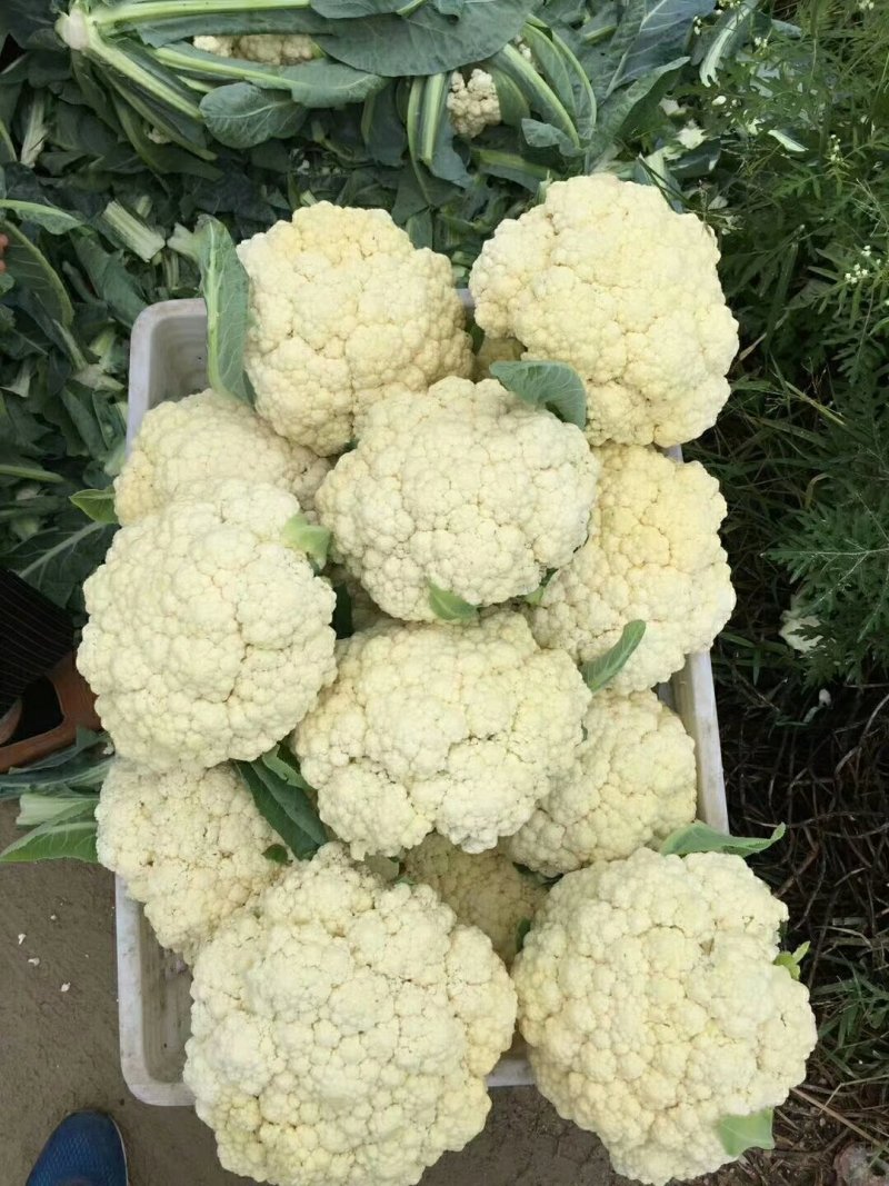 有机会80天小米花