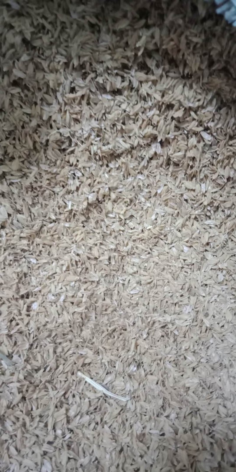 压缩稻壳除尘稻壳散装稻壳鸡鸭鹅垫料
