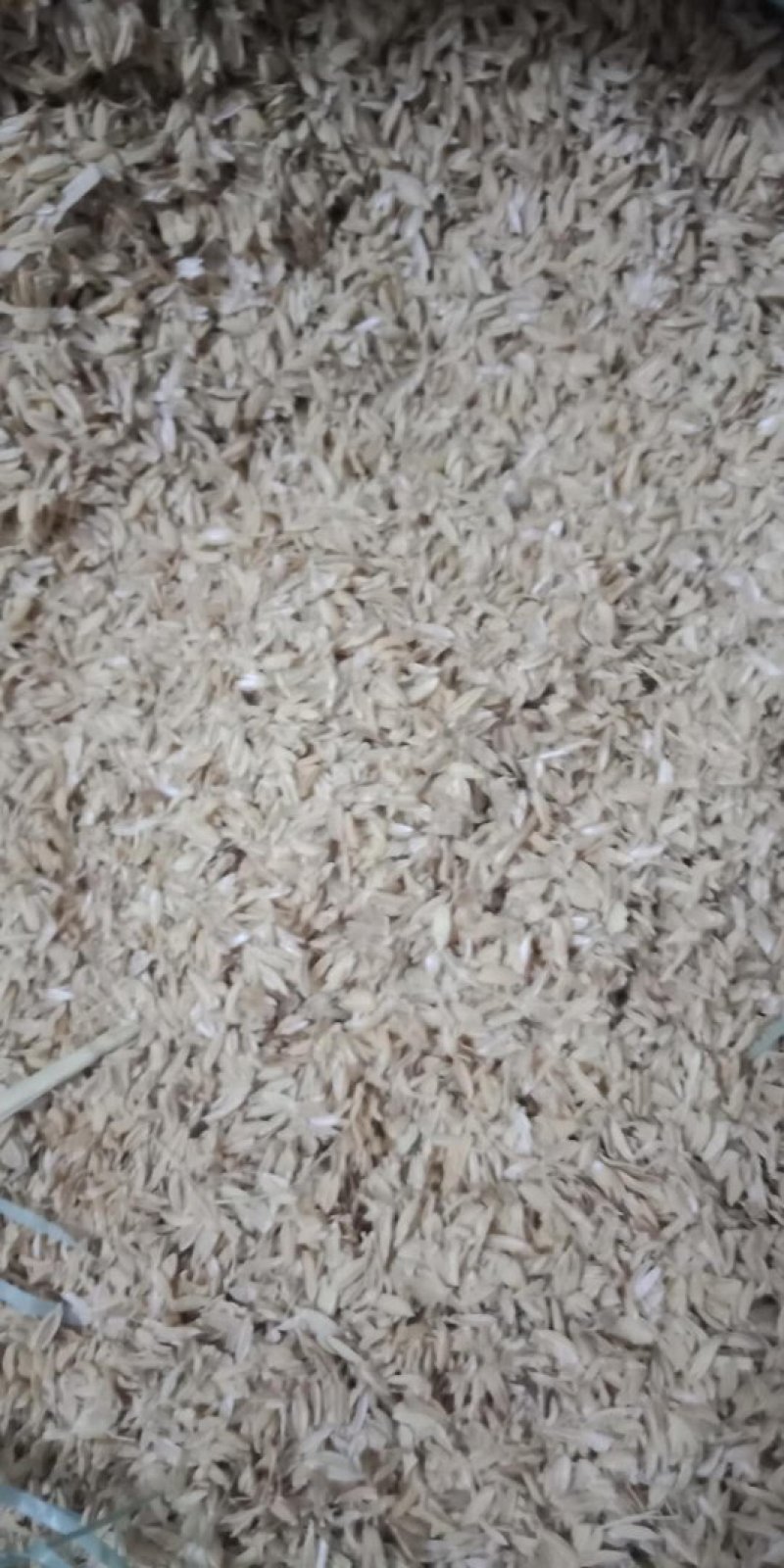 压缩稻壳除尘稻壳散装稻壳鸡鸭鹅垫料