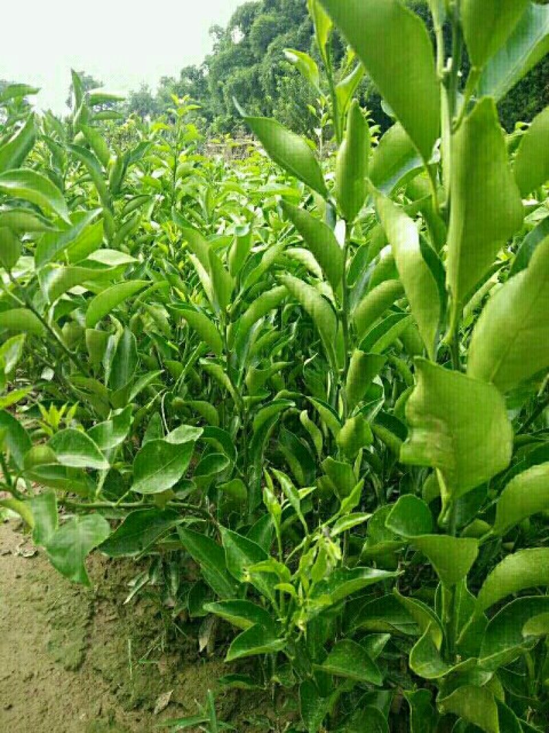 耙耙柑，高30一50公分