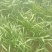 大棚韭菜，根粗叶绿，无干尖，产地供应