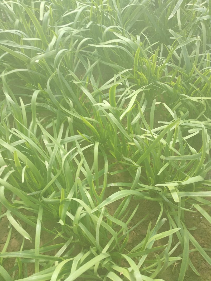 大棚韭菜，根粗叶绿，无干尖，产地供应