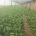 大棚韭菜，根粗叶绿，无干尖，产地供应