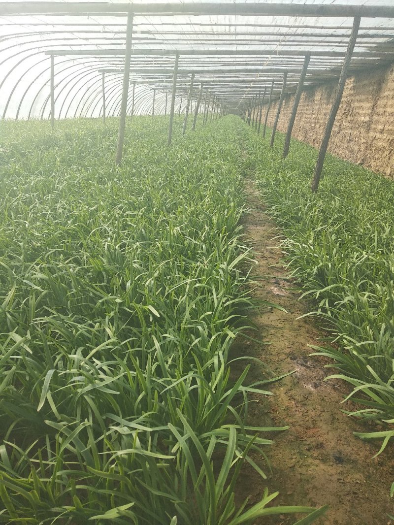 大棚韭菜，根粗叶绿，无干尖，产地供应