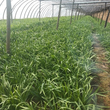 大棚韭菜，根粗叶绿，无干尖，产地供应