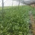 大棚韭菜，根粗叶绿，无干尖，产地供应