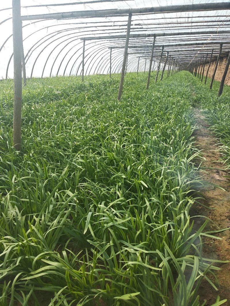 大棚韭菜，根粗叶绿，无干尖，产地供应