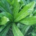 大芫荽直销