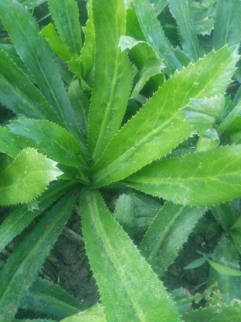 大芫荽直销