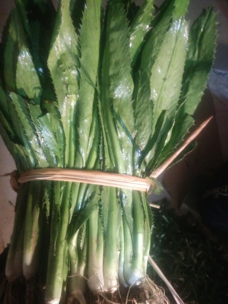 大芫荽直销