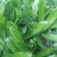大芫茜直销