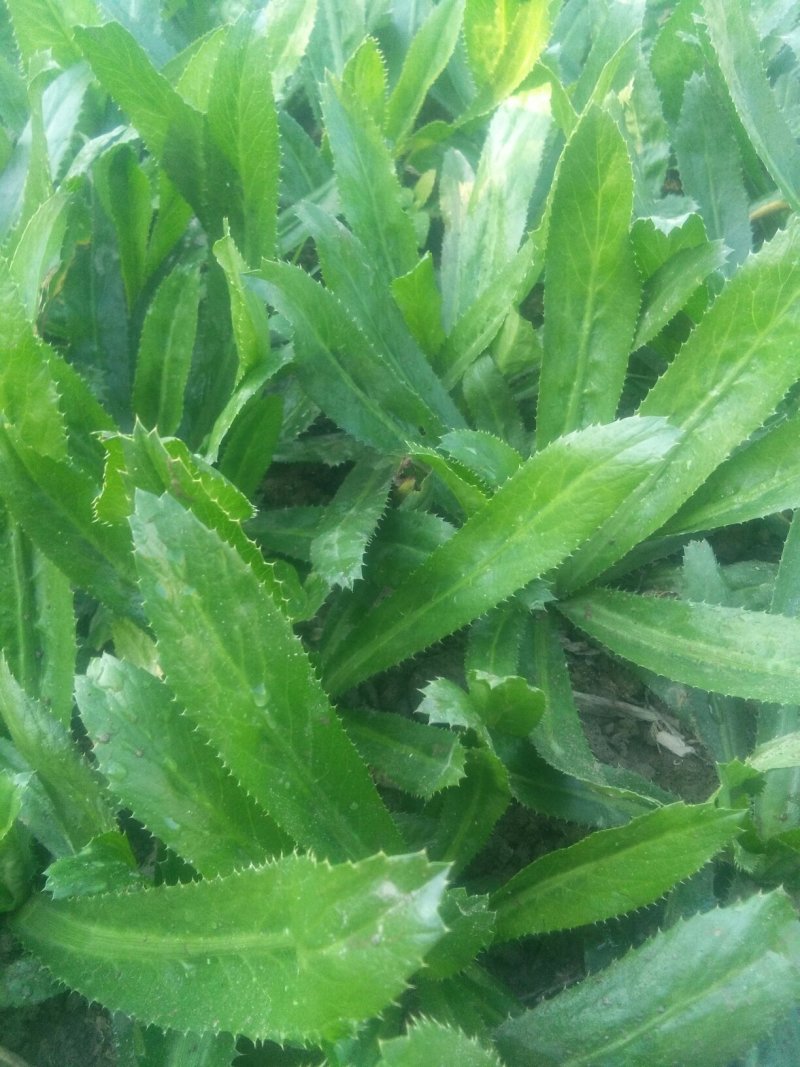 大芫茜直销