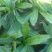大芫茜直销