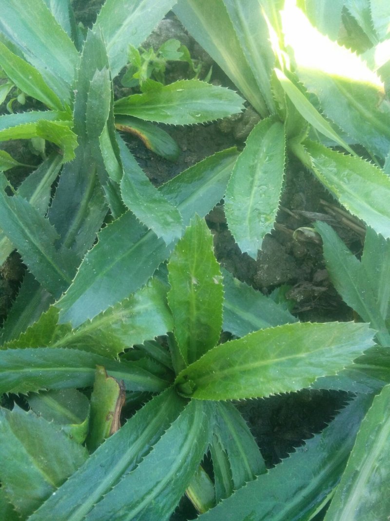 大芫茜直销