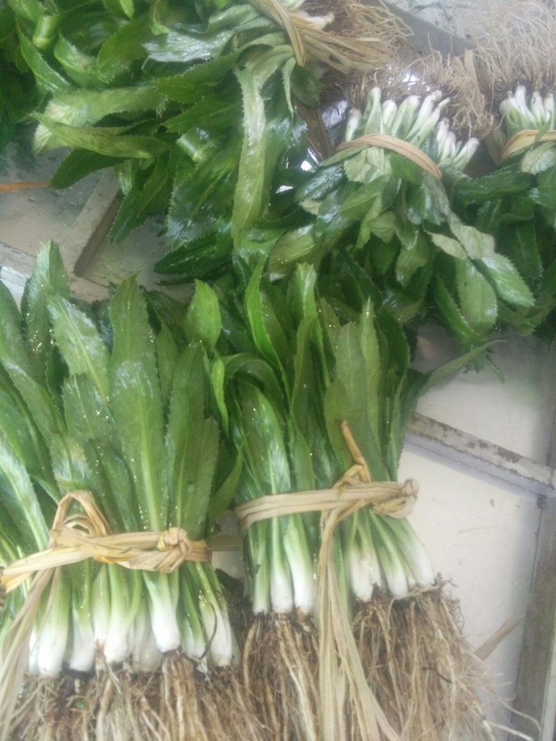 大芫茜直销