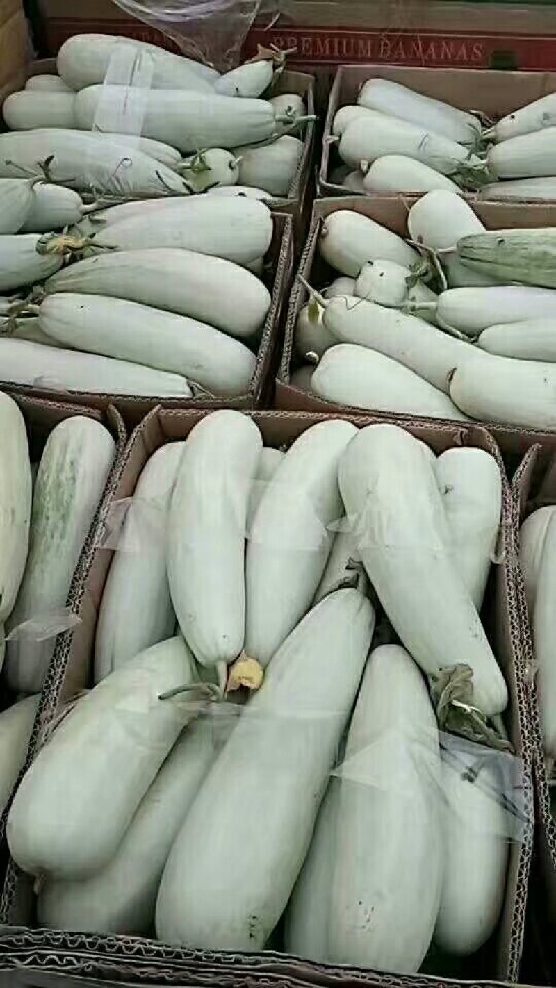 羊角脆甜瓜，货源充足大量供应